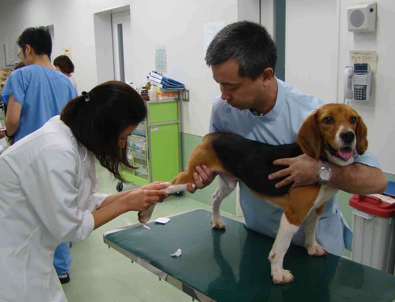 獣医学セミナー 基礎 小動物臨床の基礎知識 基本技術 第２回 学び直し 事務局ブログ
