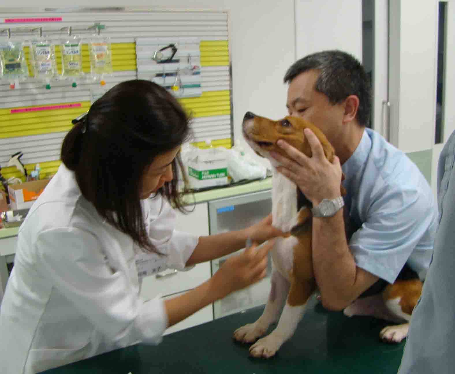 獣医学セミナー 基礎 小動物臨床の基礎知識 基本技術 第２回 学び直し 事務局ブログ