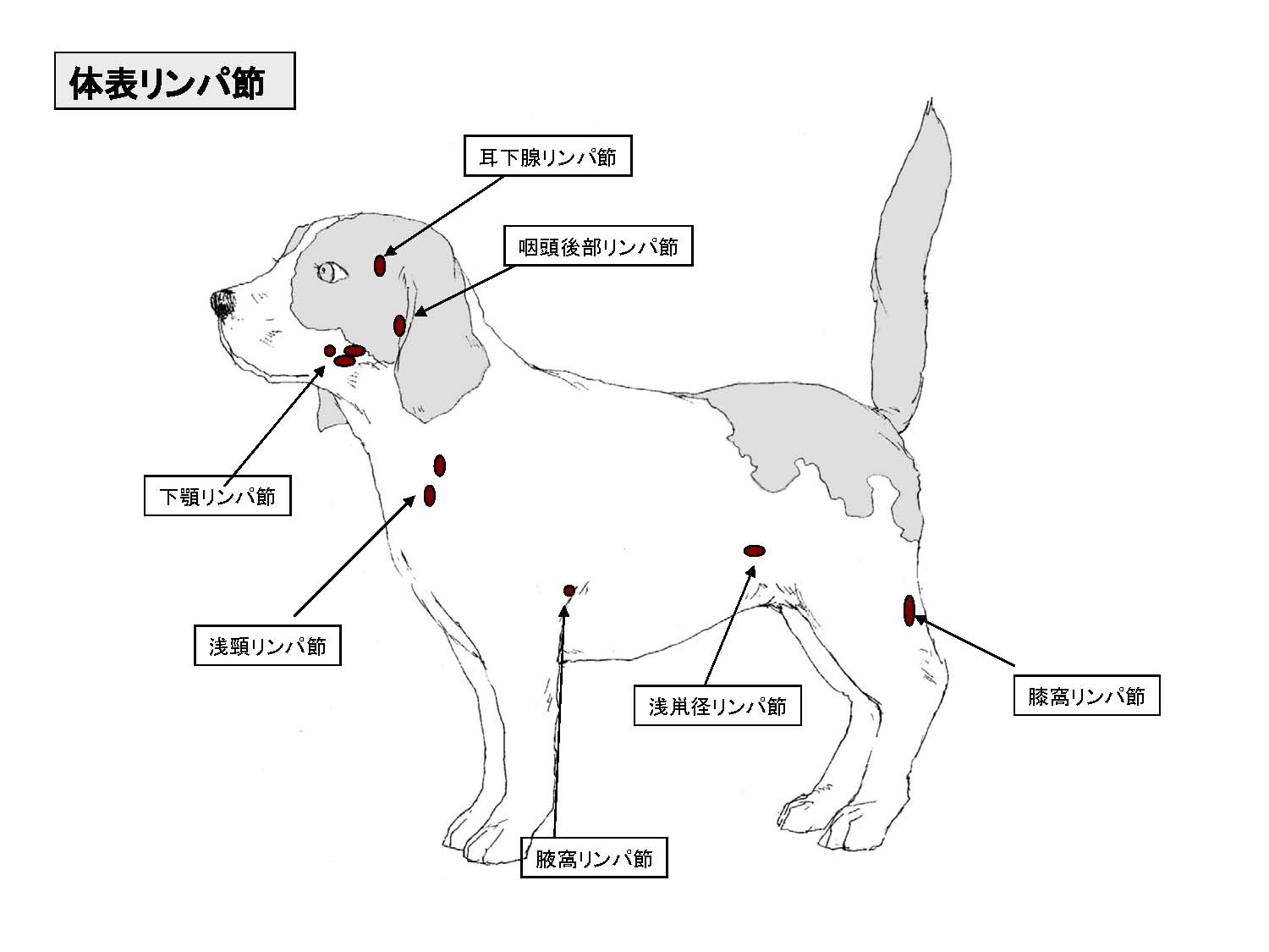 獣医学セミナー 健康管理 診療の基礎１日目 学び直し 事務局ブログ